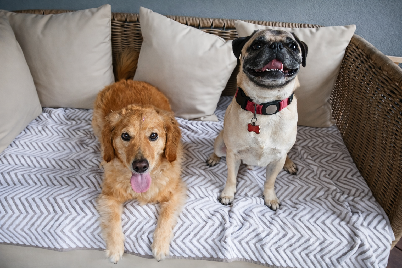 The Walking Dog - Peachtree City pet care