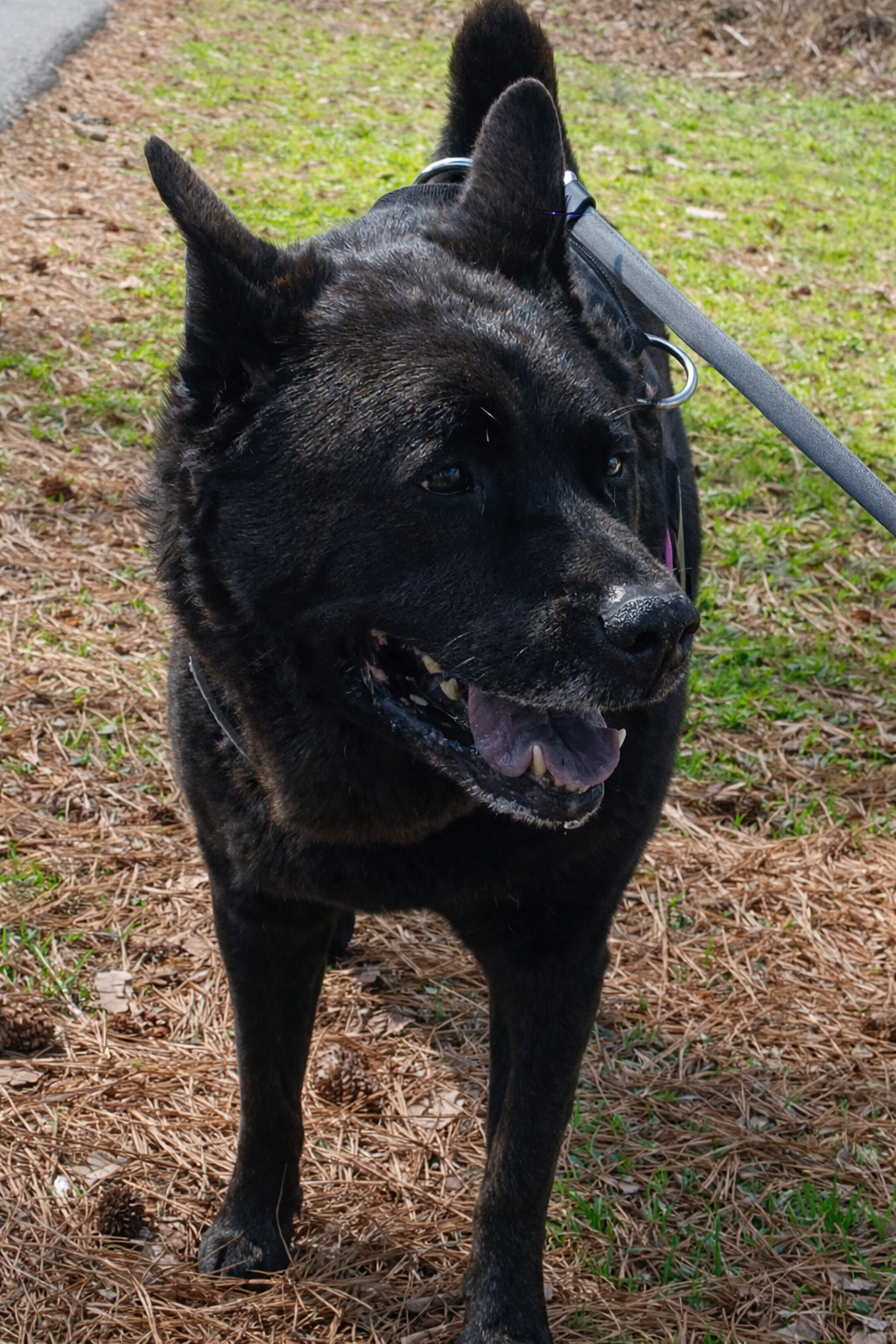 Dog walking in Peachtree City