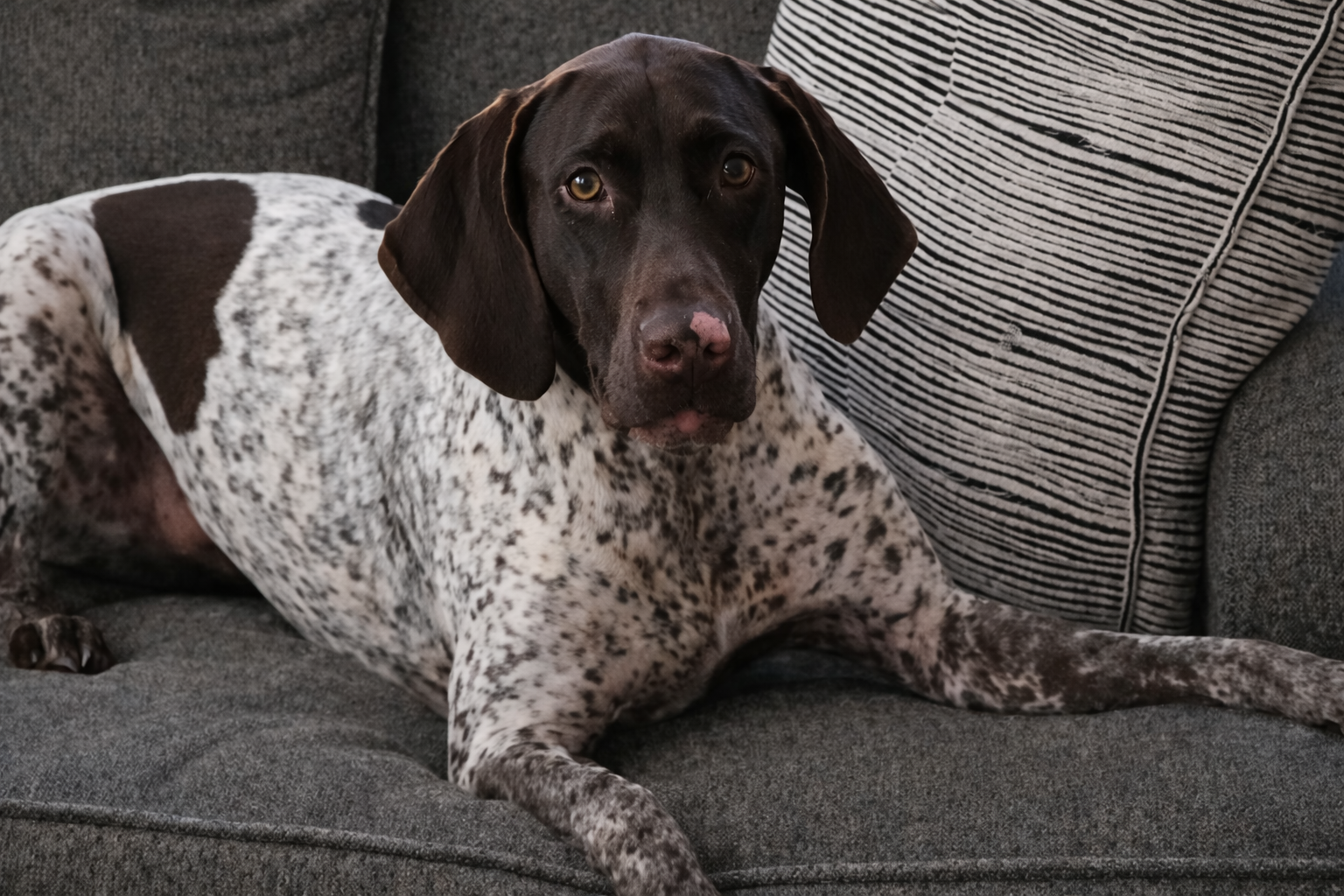 Dog walking and pet sitting in Peachtree City